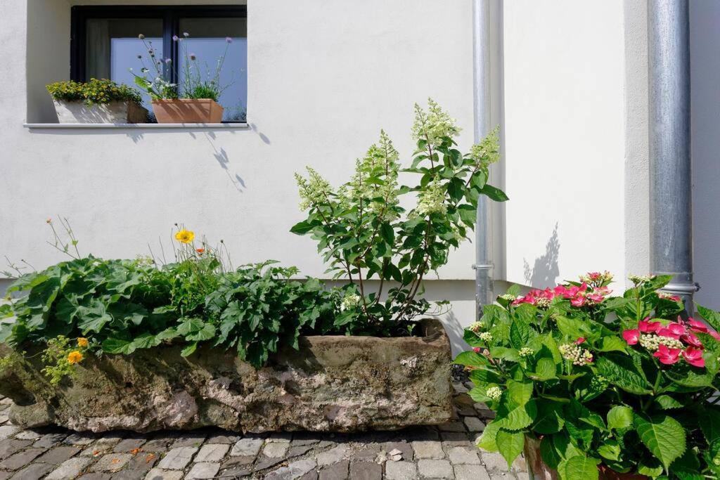 Gute Lage, 3 Raeder, Gruen, Familien Apartamento Trier Exterior foto